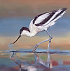 Avocet
