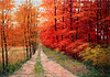 Bosque en Otono