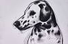 The Dalmation