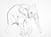 Young Elephant Sketch VII