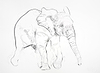 Young Elephant Sketch VII