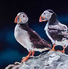 A Pair of Puffins