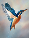 Kingfisher in Flight II