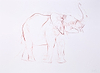 Young Elephant Sketch XIV