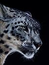Snow Leopard VI