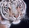 Hungry Eyes