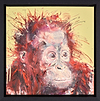 Young Orangutan