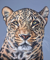 Leopard Stare II