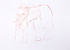 Young Elephant Sketch XII