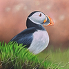 Puffin - Demo