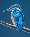 Kingfisher II