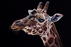 Giraffe III