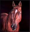 Beauty II (Framed)