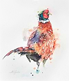 Handsome Gentleman Pheasant