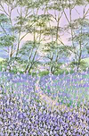 Forest Bluebells