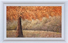 Forest in Autumn (Framed)