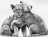 Lion Cubs