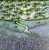 Bluebells and Woodland V