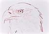Bald Eagle Study I