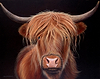 Highland Cow V