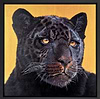 Black Magic II (Framed)
