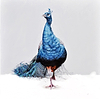 True Blue