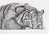 Tiger at Rest