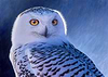 Snowy Owl II