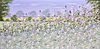Summer Bloom