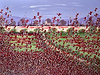 Poppies and Bluebells II