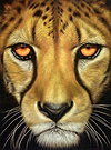 Cheetah II