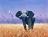 Bull Elephant (Demo)