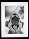 Tooth and Nail (Framed)