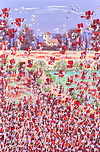 Poppy Fields II