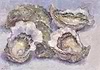 Oysters IV