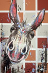Nosey IV