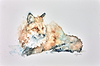 Resting Fox