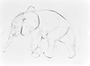 Elephant Study XVIII