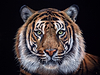 Tiger Eyes II