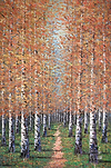 Among the White Bark I