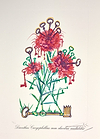 Dianthus carophillius cum clavinibus multibibis
