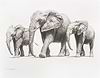 Walking Elephants