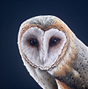 Owl II