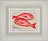 Red Snappers (Framed)