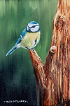 Resting Blue Tit