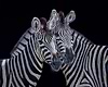 Zebra II