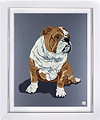 Bulldog V (Framed)