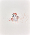 Sparrow