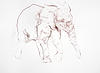 Young Elephant Sketch VI
