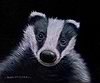 Badger IV
